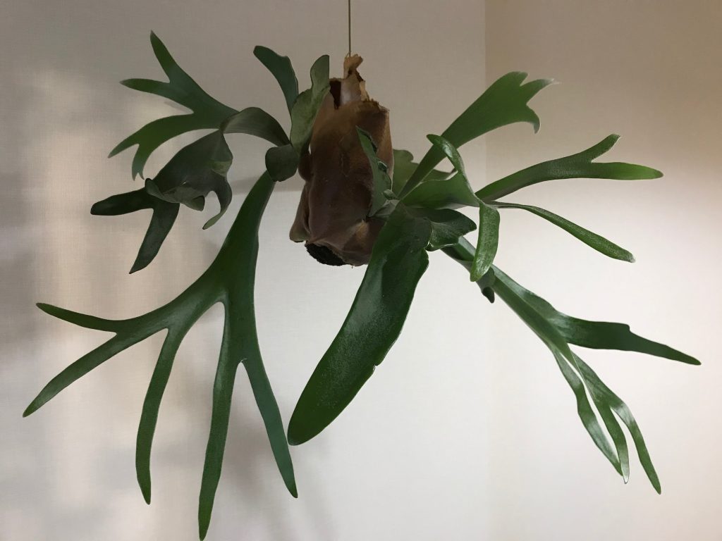 ウラボシ科ビカクシダ属 プラティケリウム ビフルカツム ネザーランド 通称 コウモリラン プライバシーマークの扉